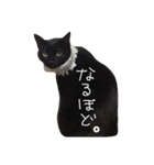 黒猫の猫氏。（個別スタンプ：13）