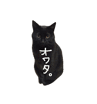 黒猫の猫氏。（個別スタンプ：14）