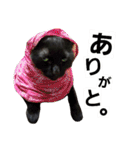 黒猫の猫氏。（個別スタンプ：15）