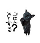 黒猫の猫氏。（個別スタンプ：16）