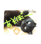 黒猫の猫氏。（個別スタンプ：18）