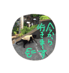 黒猫の猫氏。（個別スタンプ：22）