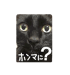 黒猫の猫氏。（個別スタンプ：23）