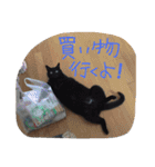 黒猫の猫氏。（個別スタンプ：24）