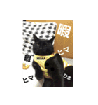黒猫の猫氏。（個別スタンプ：25）