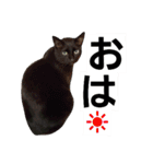 黒猫の猫氏。（個別スタンプ：28）