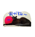 黒猫の猫氏。（個別スタンプ：29）