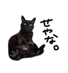 黒猫の猫氏。（個別スタンプ：31）