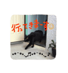 黒猫の猫氏。（個別スタンプ：32）