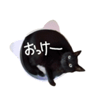 黒猫の猫氏。（個別スタンプ：33）