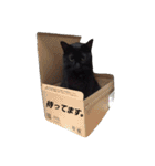 黒猫の猫氏。（個別スタンプ：36）