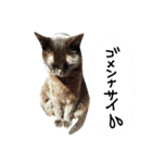 黒猫の猫氏。（個別スタンプ：37）