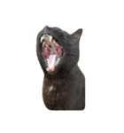 黒猫の猫氏。（個別スタンプ：38）