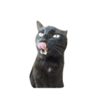 黒猫の猫氏。（個別スタンプ：39）