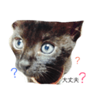 あずきなこ（個別スタンプ：1）