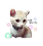 あずきなこ（個別スタンプ：3）