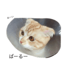 あずきなこ（個別スタンプ：4）