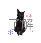 あずきなこ（個別スタンプ：5）