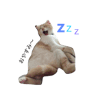 あずきなこ（個別スタンプ：7）