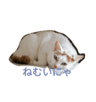 まりもと楽しい仲間たち（個別スタンプ：1）