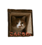 まりもと楽しい仲間たち（個別スタンプ：3）