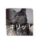 まりもと楽しい仲間たち（個別スタンプ：4）