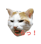 まりもと楽しい仲間たち（個別スタンプ：5）