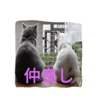 まりもと楽しい仲間たち（個別スタンプ：6）