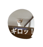 まりもと楽しい仲間たち（個別スタンプ：8）