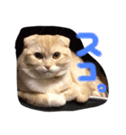 使いどきがわからないスコのらいちゃん。（個別スタンプ：2）