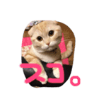 使いどきがわからないスコのらいちゃん。（個別スタンプ：6）