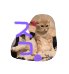 使いどきがわからないスコのらいちゃん。（個別スタンプ：8）