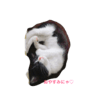 家のポニョ（個別スタンプ：1）