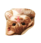 短足マンチカンふう君（個別スタンプ：1）