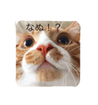 短足マンチカンふう君（個別スタンプ：3）