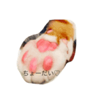 短足マンチカンふう君（個別スタンプ：6）