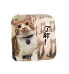 短足マンチカンふう君（個別スタンプ：7）