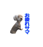 それいけ福丸！（個別スタンプ：11）