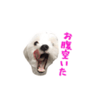 それいけ福丸！（個別スタンプ：17）