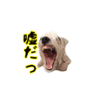それいけ福丸！（個別スタンプ：24）