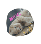 にゃ庵（個別スタンプ：4）