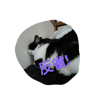 にゃ庵（個別スタンプ：6）