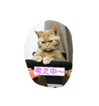 にゃ庵（個別スタンプ：9）