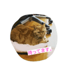 にゃ庵（個別スタンプ：11）