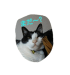 にゃ庵（個別スタンプ：15）