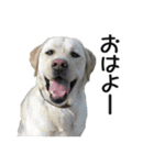 犬のきもち 2（個別スタンプ：1）