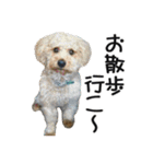 犬のきもち 2（個別スタンプ：3）