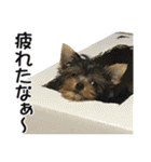 犬のきもち 2（個別スタンプ：8）