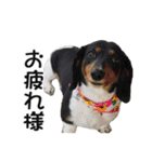 犬のきもち 2（個別スタンプ：10）