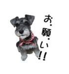 犬のきもち 2（個別スタンプ：13）